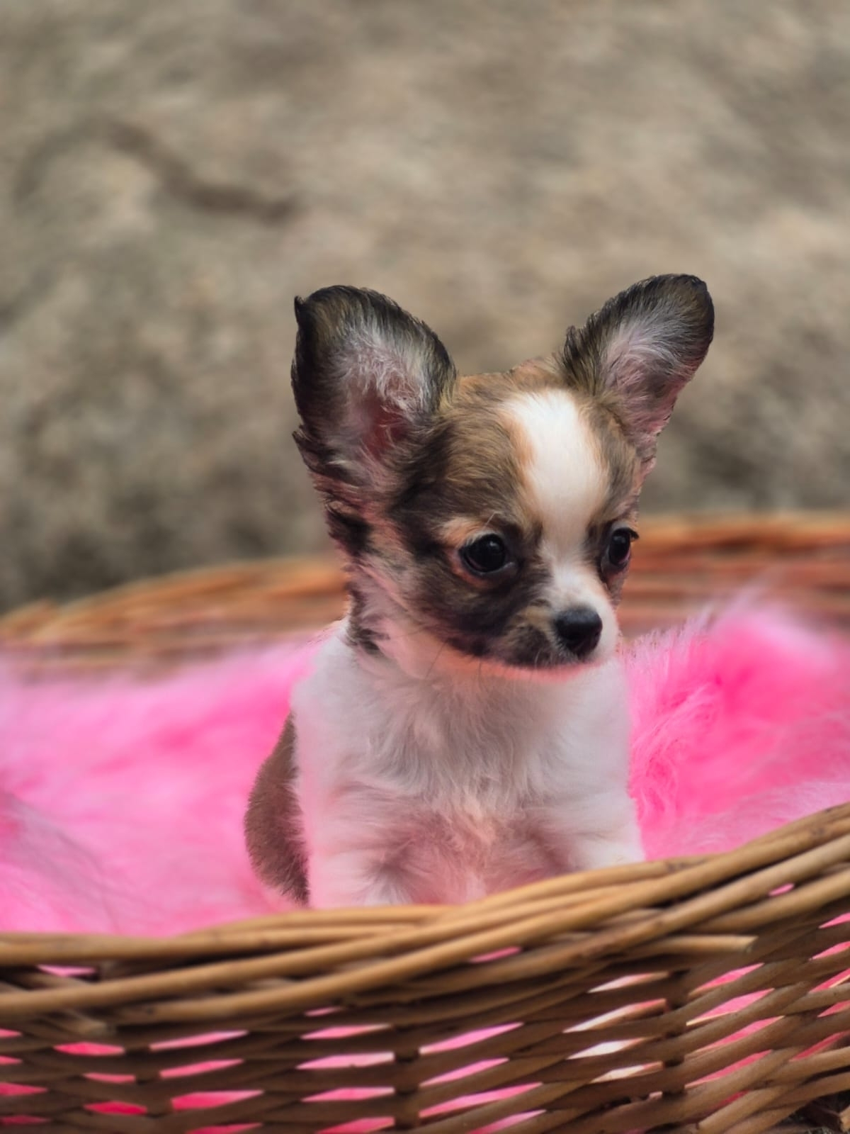 Chihuahua